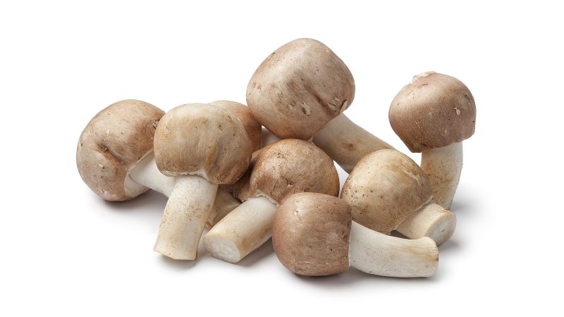 huba agaricus