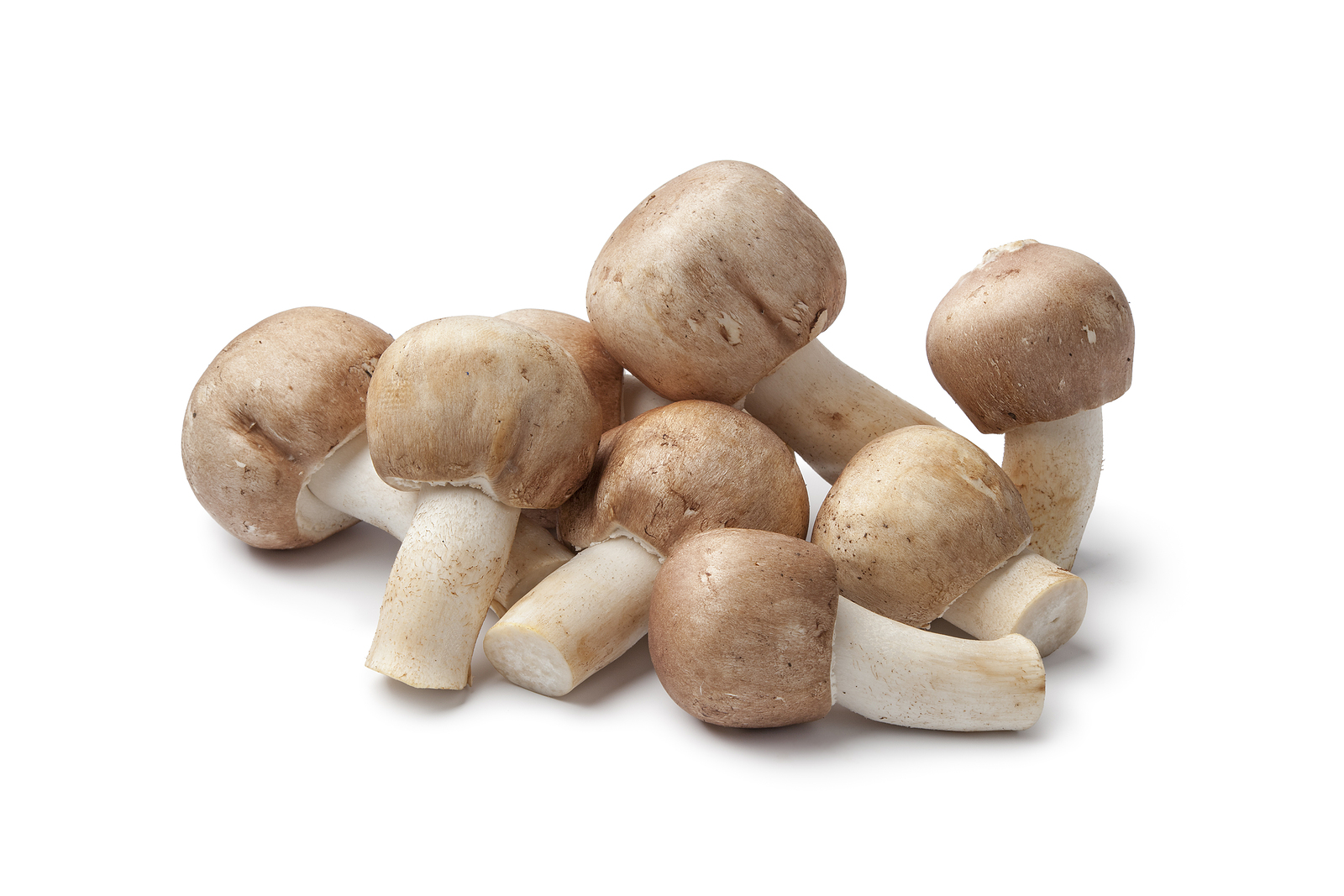 huba agaricus