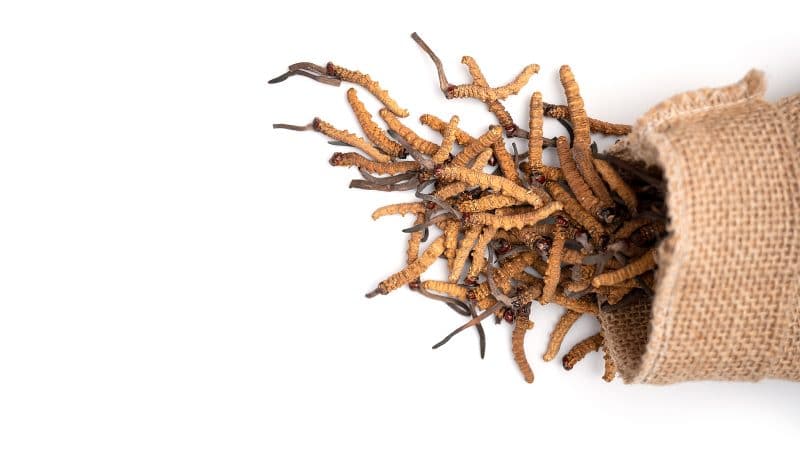 huba cordyceps