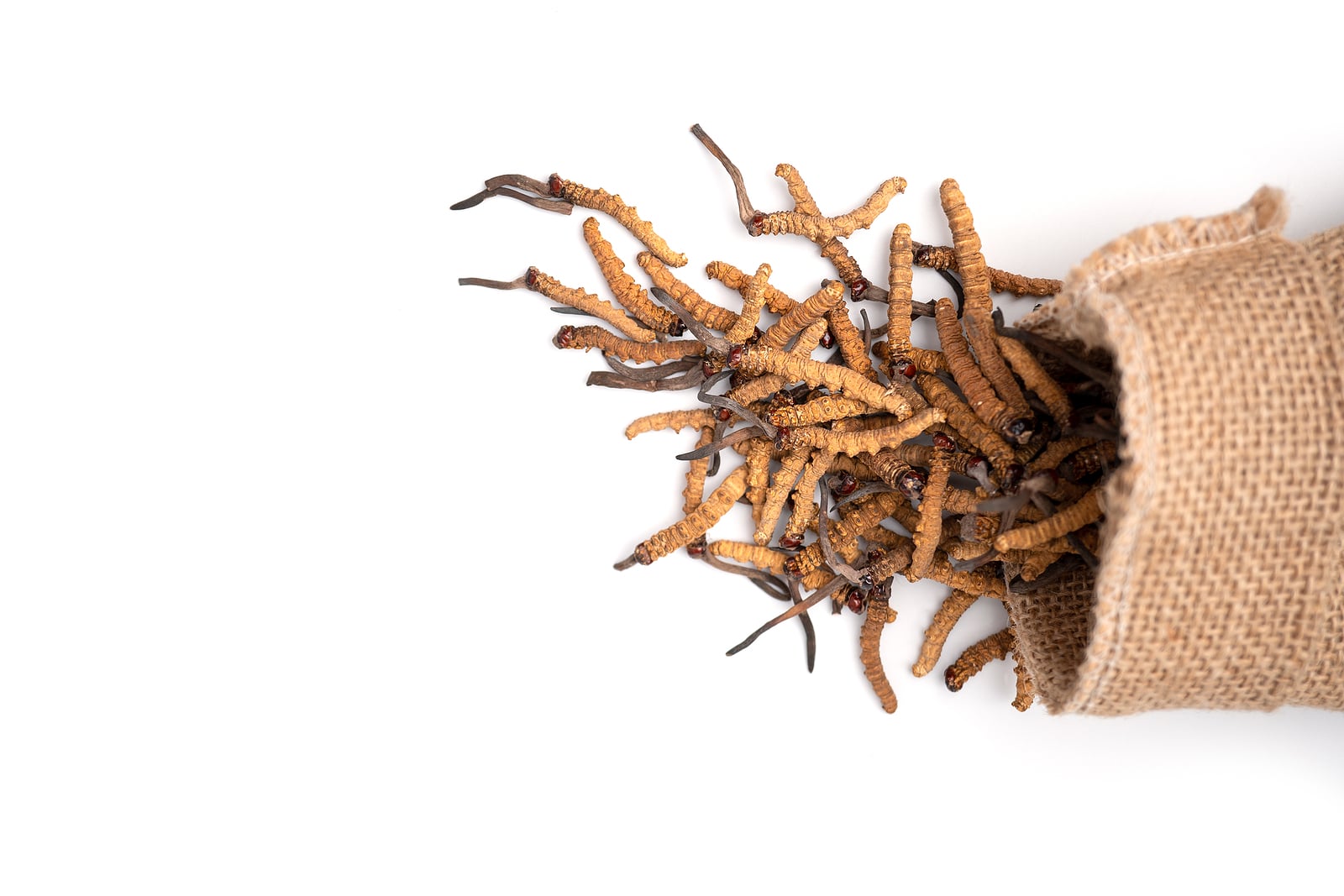 huba cordyceps