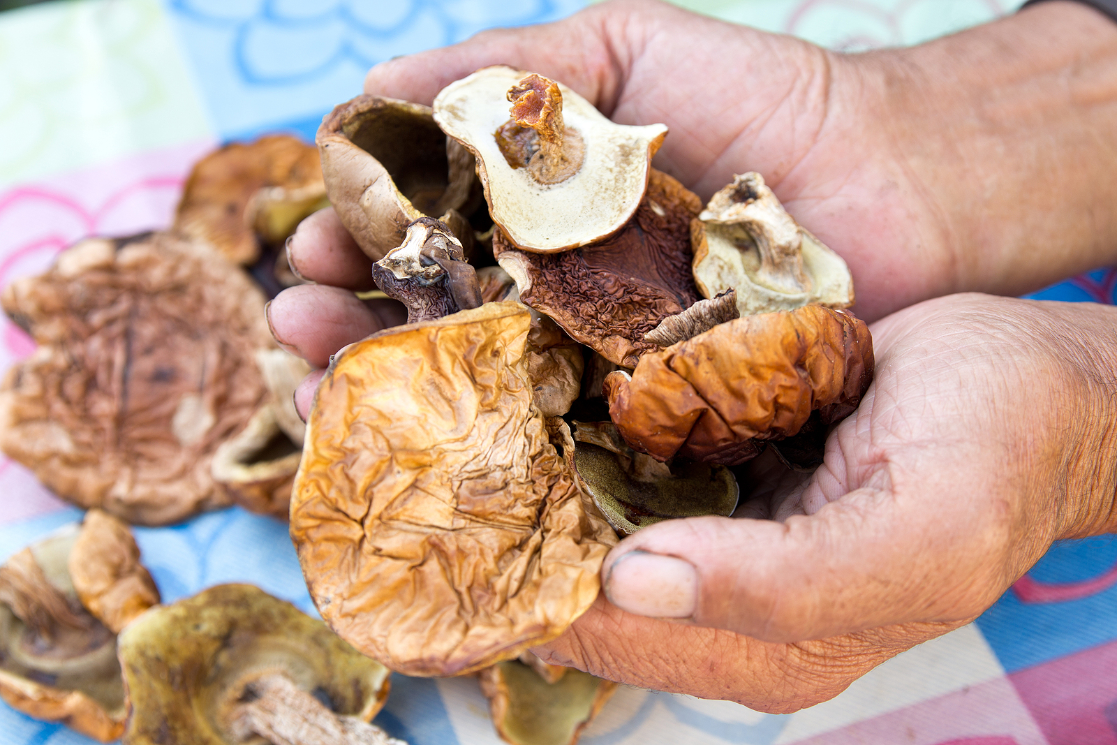 Extrakt z huby Shiitake Facebook