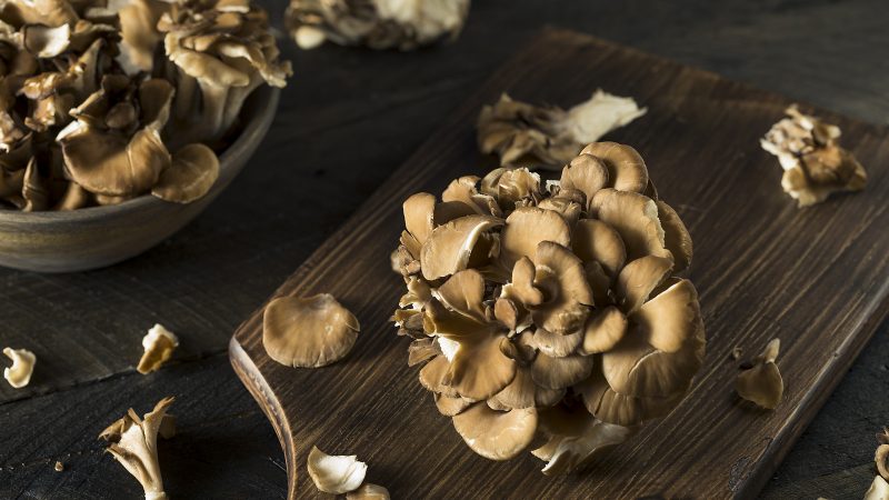 Maitake