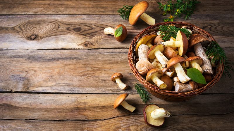 liečivé huby na imunitu