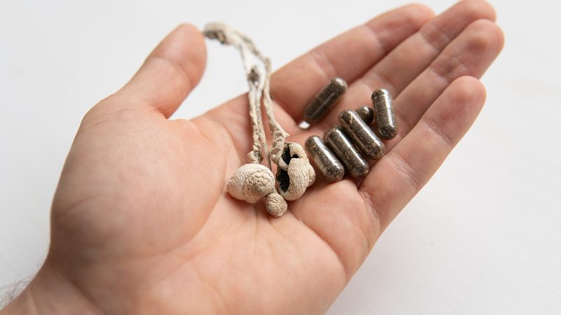 liečivé huby na krvný obeh