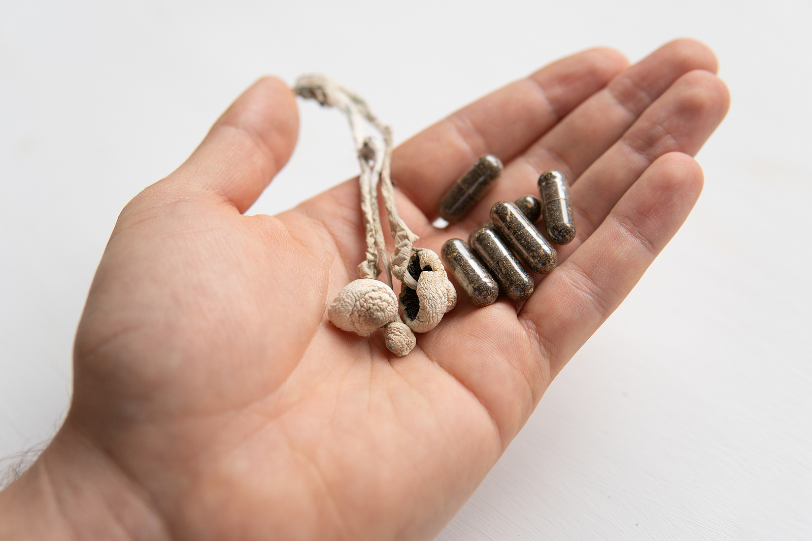 liečivé huby na krvný obeh