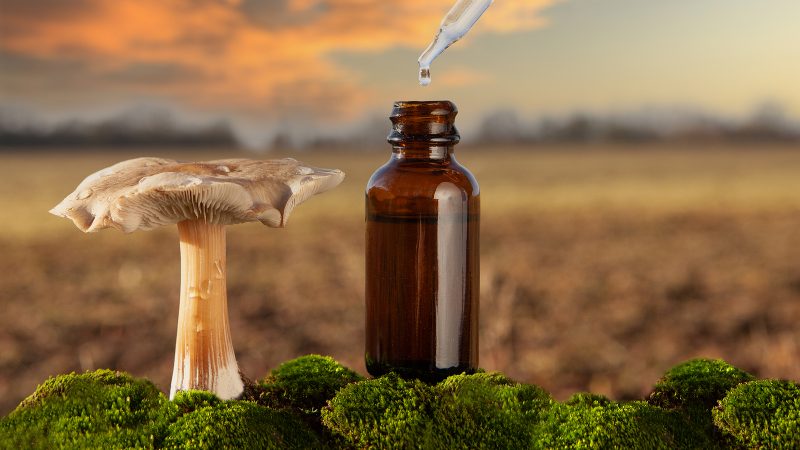 liečivé huby a pečeň