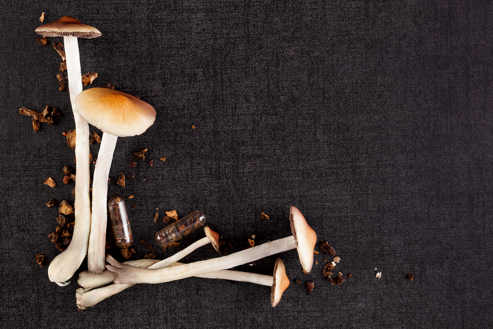 liečivé huby a rakovina